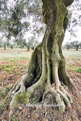 olive tree thumbnail graphic